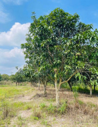 Cần bán 1,2 hecta đất vườn Suối Cao - Xuân Lộc, có 200m² thổ cư