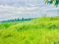 BÁN ĐẤT MẶT TIỀN ĐƯỜNG NHỰA ẤP TÂN HOÀ, XÃ TÂN HỘI ĐÔNG, CHÂU THÀNH, TIỀN GIANG