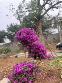 BÁN KHUÂN VIÊN SẴN CHỈ  VÀO VIỆC Ở TẠI CAO DƯƠNG, LƯƠNG SƠN , HB GIÁ RẺ