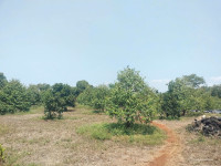 BÁN VƯỜN SẦU RIÊNG VIEW HỒ TRỊ AN