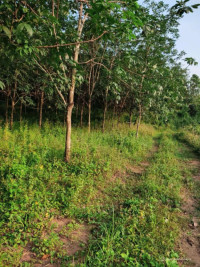 Đất rừng sản xuất sổ đỏ chính chủ Quảng Bình