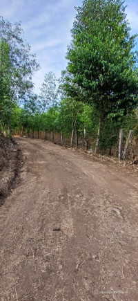 Đất sào giá rẻ, Khu Vực Xuyên Mộc Bà Rịa Vũng Tàu