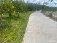 Cần bán gấp vườn mít đất đô thị H. Bàu Bàng, Bình Dương, 1100m2