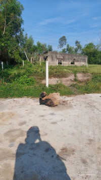 Chính chủ cần bán lô đất đã có sổ đỏ dt : 522 mét ( 400 m đất ở) 122 m đất vườn.