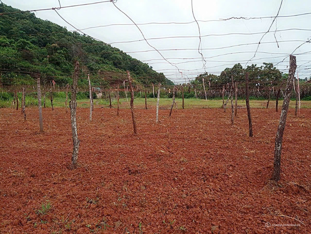 Bán 5.445m² Đất Mộc Châu, Mặt Tiền 200m, Gần Thác Dải Yếm, view đẹp giá tốt