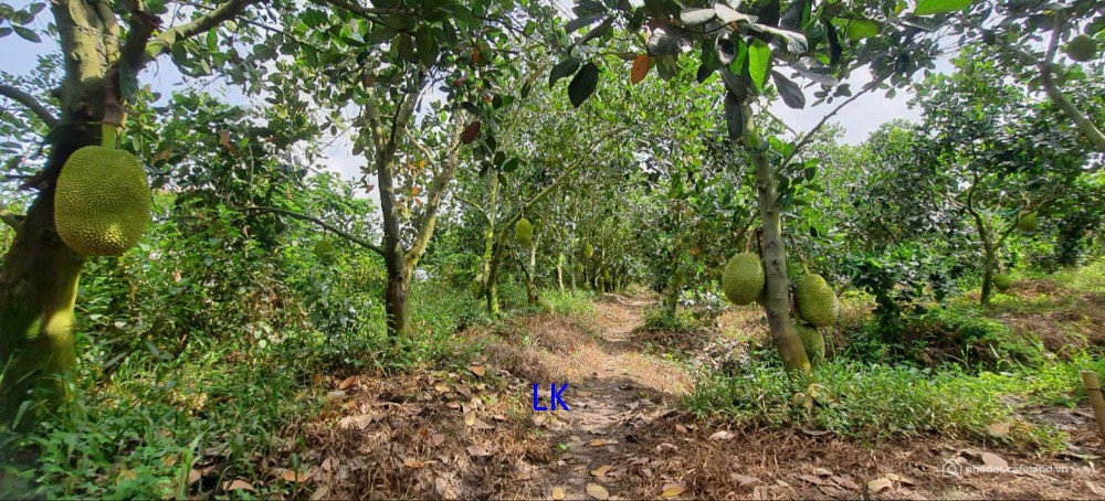 Bán trang trại: 51.000m² - sầu riêng, mítĐT 850, xã Tân Hội Trung