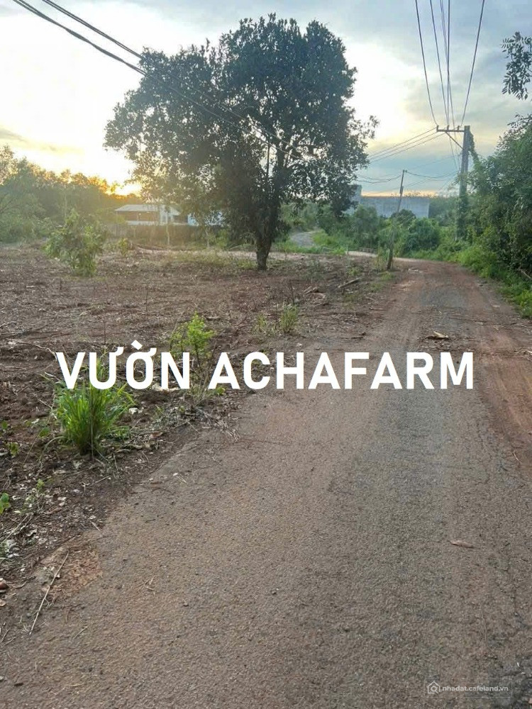 BÁN 1.200M2 VƯỜN CÂY ĂN TRÁI MẶT TIỀN NHỰA, 20M NGANG
