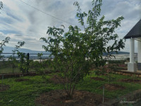 Biệt thự 1052m2 tại KP Thành Công, TDP Chi Lăng, TT Nam Ban, H.Lâm Hà, Lâm