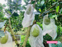Cần bán gấp vườn mít đất dô thị, TX.Chơn Thành, Bình Phước, 2500m2, 200m2 thổ cư