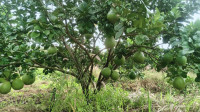 Cần tiền bán lỗ vườn bưởi H. Phú Riềng, Bình Phước, 2500m2, thổ cư 400m2
