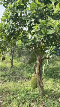 Chủ kẹt tiền cần bán gấp nhà vườn gần Long Khánh, 3800m2 phủ hồng toàn bộ
