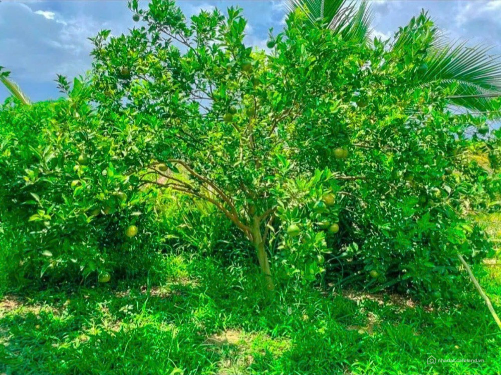 BÁN 1.000M2 (20X50) SẴN 200M2 THỔ CƯ DÂN ĐÔNG GẦN TRUNG TÂM, CHỢ. GIÁ 250TR