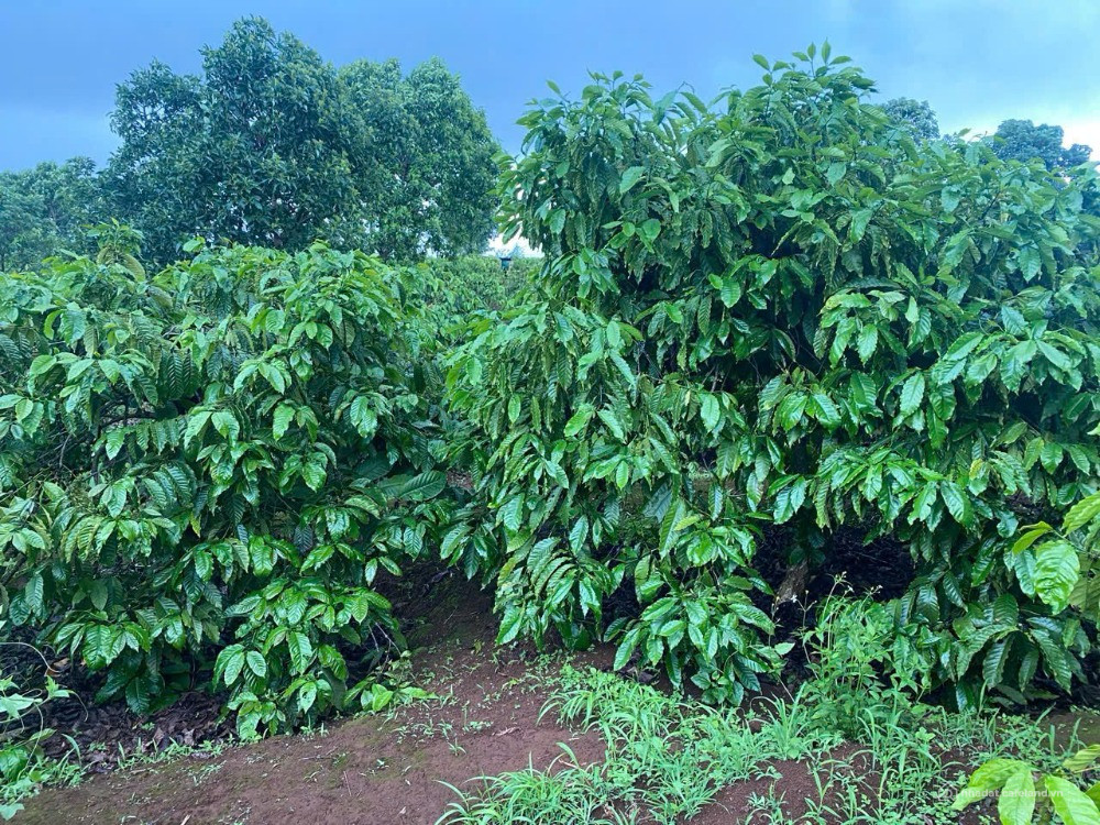 Cần bán gấp lô đất rẫy đã trồng full cà phê 13,5ha tại huyện Iagrai ,Tp. Pleiku