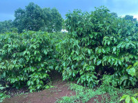 Cần bán gấp lô đất rẫy đã trồng full cà phê 13,5ha tại huyện Iagrai ,Tp. Pleiku