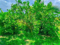 BÁN 1.000M2 (20X50) SẴN 200M2 THỔ CƯ DÂN ĐÔNG GẦN TRUNG TÂM, CHỢ. GIÁ 250TR