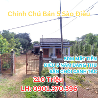 Cần Tiền Bán 5.000M2 Điều có thổ cư Sổ Riêng ngay trung tâm dân đông 210tr
