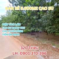CHỈ 320 TRIỆU SỞ HỮU 5.600m² CAO SU ĐANG THU NGAY KCN CHƠN THÀNH NHA BÍCH