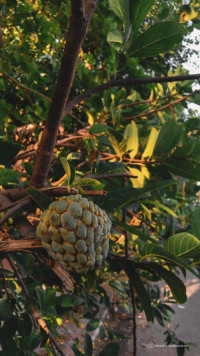Làm ăn thua lỗ Chủ bán vườn cây trái tâm huyết bao năm tại Long Khánh