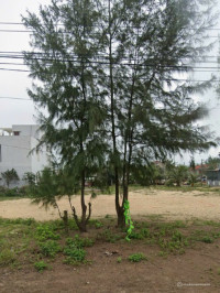 Chính chủ cần bán Lô đất gần biển Hạ Thanh sát bên sông Trường Giang