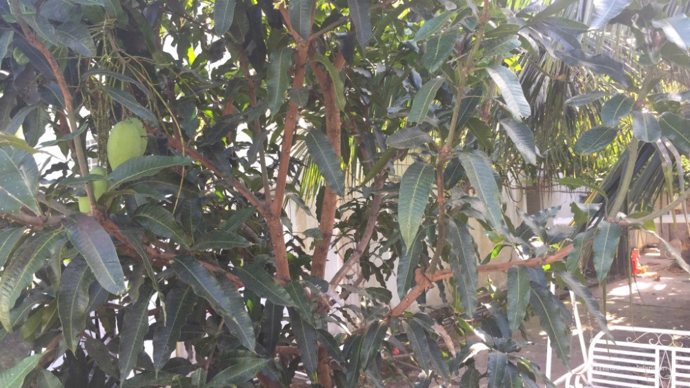 Bán nhà đất giáo xứ Mai Lâm, Phú Lâm, Tân Phú