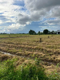 Bán đất đẹp xuất sắc 1000m2 tại Bình Hòa Bắc, Đức Huệ, Long An, 350 triệu