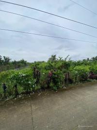 1 Triệu/m2 CHỦ BÁN 4200M2 ĐẤT TÂN PHÚ THỊ XÃ CAI LẬY TIỀN GIANG