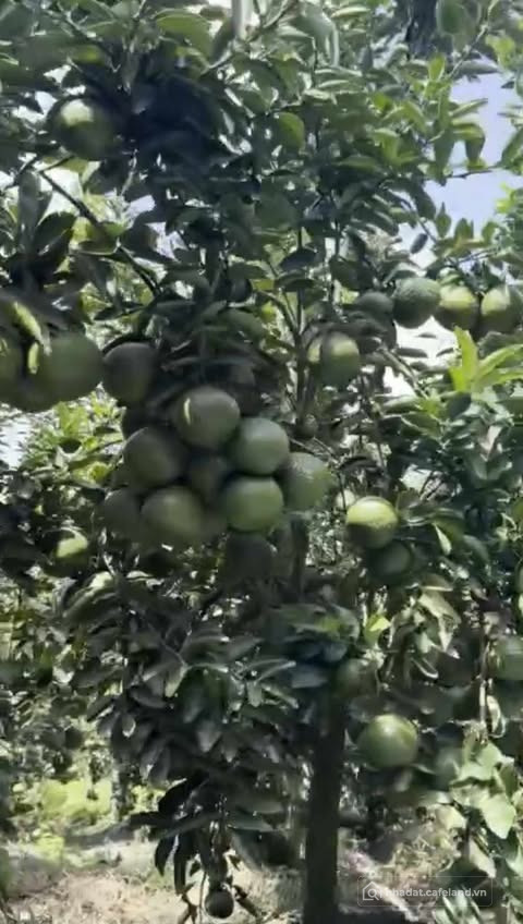 Cần bán gấp vườn bưởi Tỉnh Bình Phước (Đồng Nai), 1700m2, 400m2 thổ cư