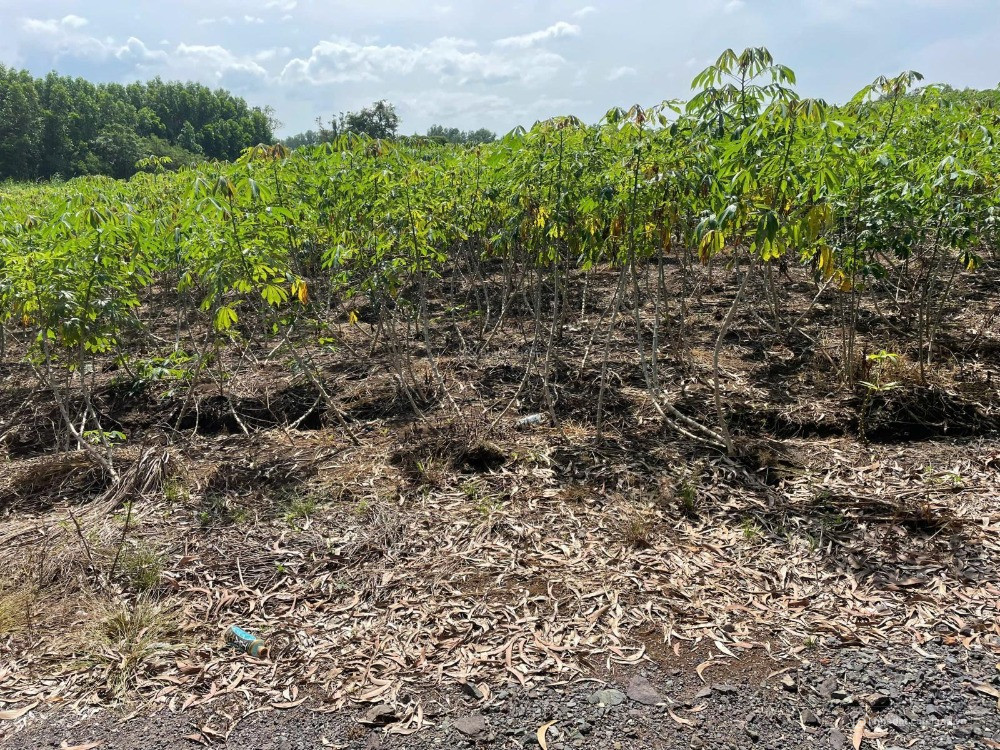 Chính chủ cần bán gấp 2 lô đất siêu đẹp sân bay Long Thành - Đồng Nai