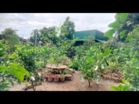 Trang trại vườn PHÚ HÒA ĐỊNH QUÁN ĐỒNG NAI 2190m2 có nhà 300 thổ cư 4 tỷ