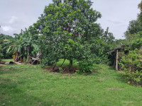 Đất vườn diện tích 1000m2 giá 650 triệu ở Phường Long Khánh, Đồng Nai