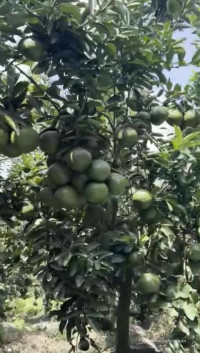 Cần bán gấp vườn bưởi Tỉnh Bình Phước (Đồng Nai), 1700m2, 400m2 thổ cư