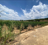 BÁN GẤP SỔ ĐẤT SẴN THỔ CƯ GIÁ 710TR