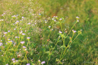 BÁN CĂN NHÀ 3 TẦNG RẺ NHẤT NHÀ SUNCASA VSIP2 Bình Dương Mới Nhất T11/2025