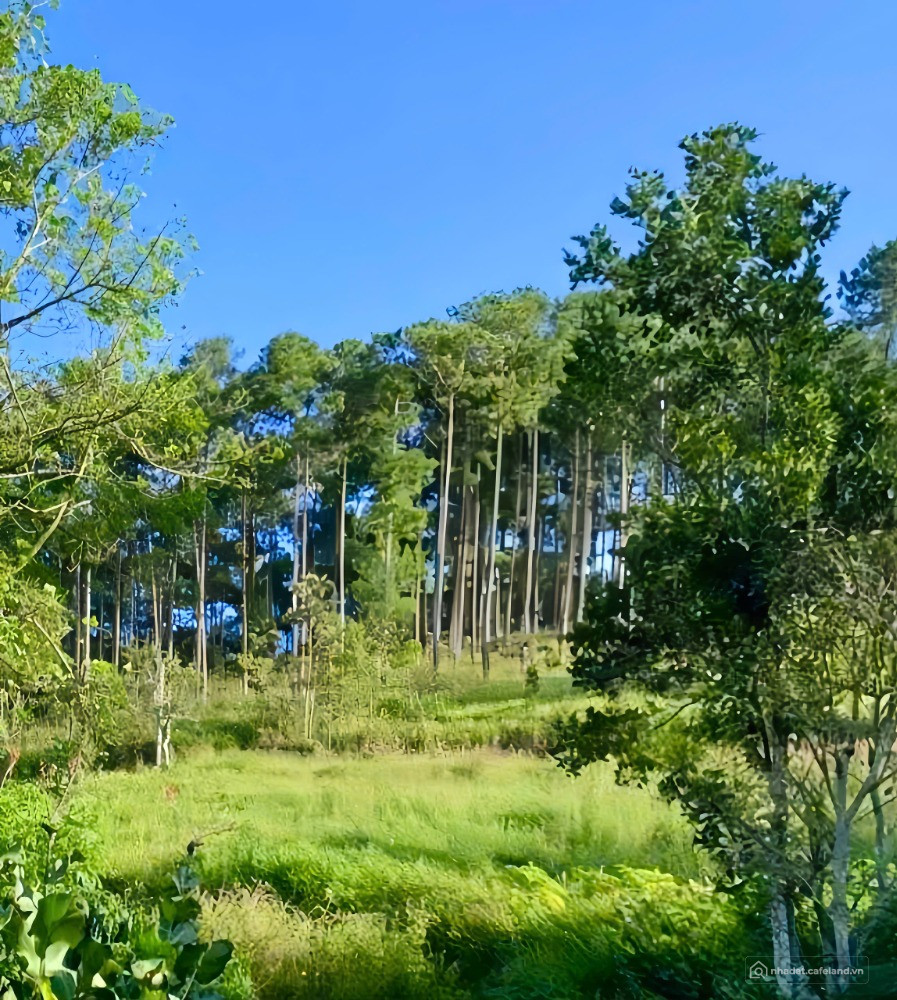 BÁN GẤP SỔ ĐẤT 2 MẶT TIỀN RỘNG 150M2 FULL THỔ CƯ GIÁ 850TR