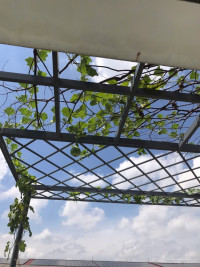 Bán Gấp Căn 1T2L 1 tum KDC An Phước Tỉnh Bình Chiểu, Thủ Đức, TPHCM Gía 5.5 tỷ