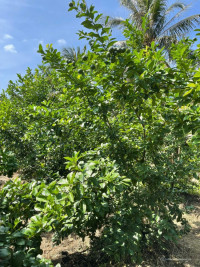 Bán đất ấp Thạnh Hòa, Long Hưng, Đồng Tháp. 4,5m x 28,7m= 130m2, Đường 2,7m,