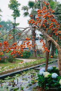 GREEN LITTLE TOWN – NƠI MỖI NGÀY LÀ MỘT KỲ NGHỈ XANH