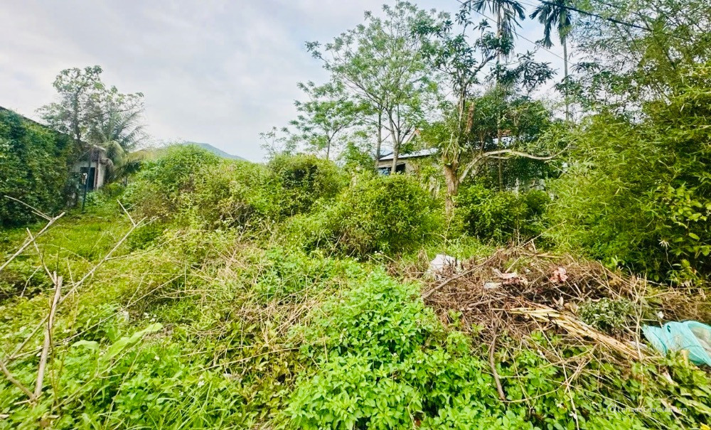 SIÊU PHẨM 588M2 ĐẤT CHÂN MÂY LĂNG CÔ – GIÁ NGÂN HÀNG THANH LÝ 