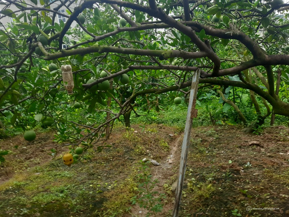 Bán đất trồng cây hộ gia đình.