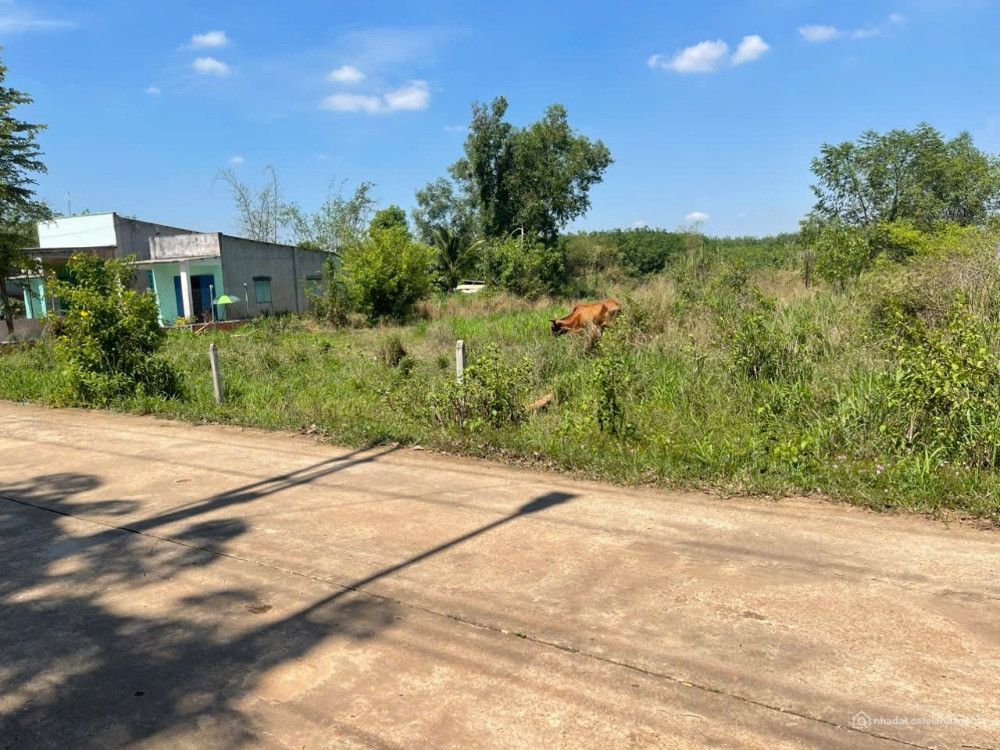 Cần bán gấp đất TP. HCM (Phú Giáo, Bình Dương cũ) 1000m2