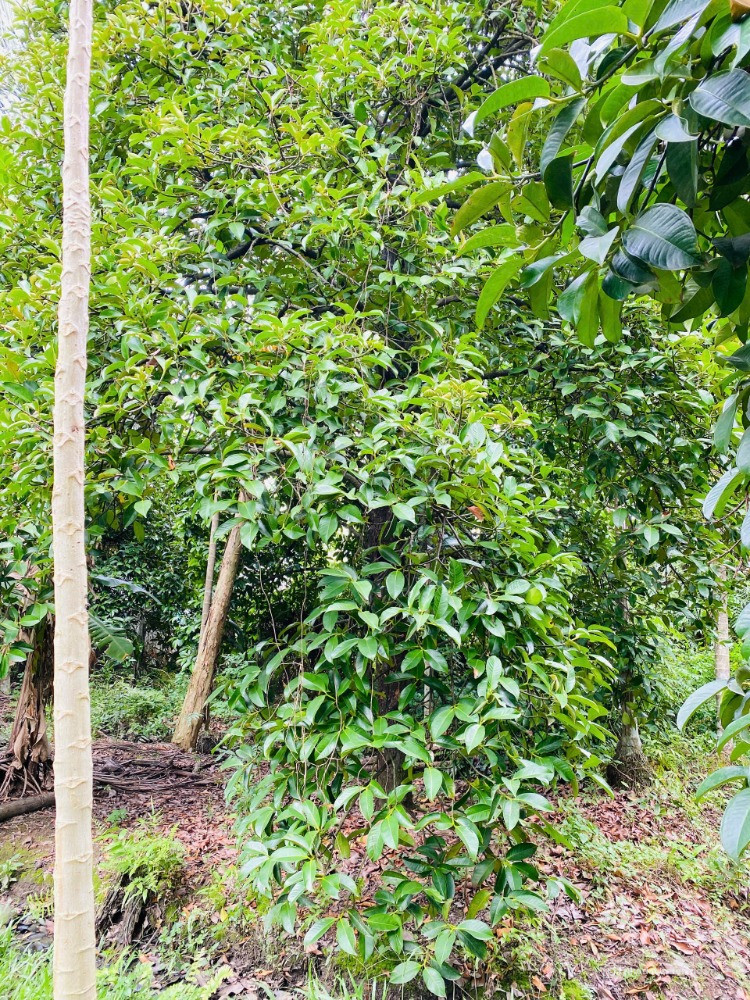 Bán đất tại Đường An Sơn 26, Xã An Sơn, Thuận An, Bình Dương, 33 tỷ, 2477m2