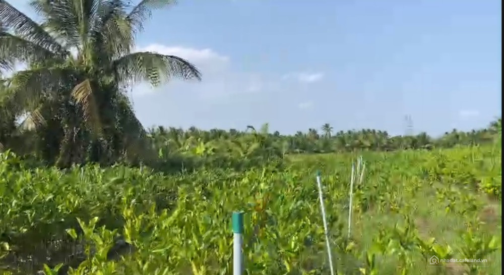 BÁN ĐẤT MT HUYỆN LỘ 69 (HL69), VŨNG LIÊM, VĨNH LONG, 11.000 M2, 15 TỶ ĐỒNG