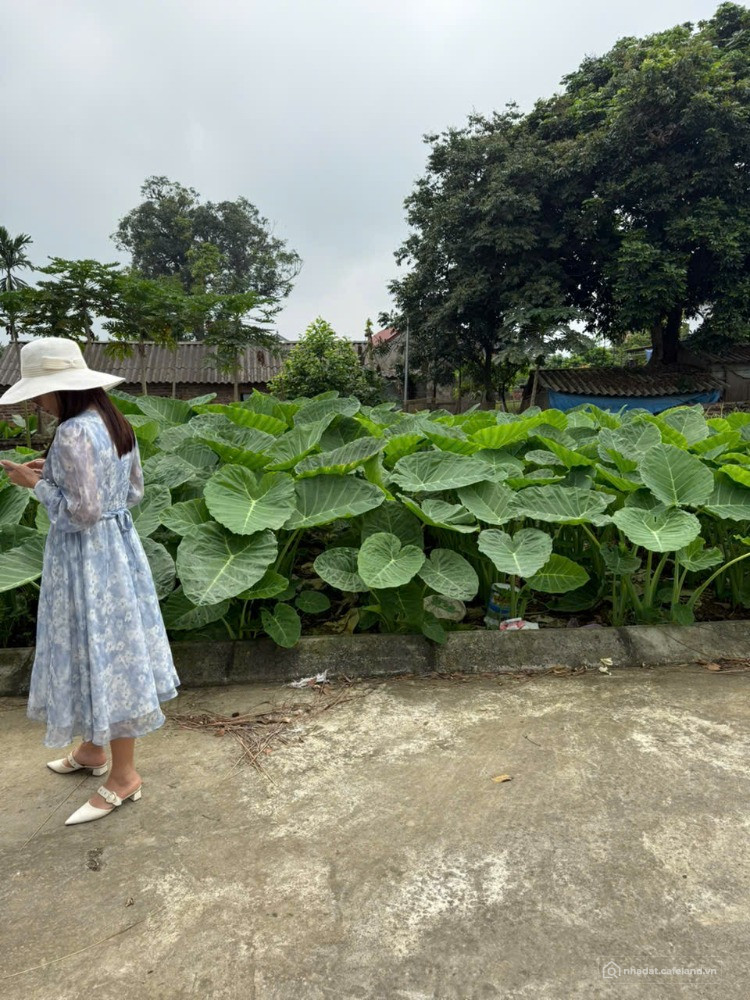 Bán gấp lô 100m2 full thổ cư tại Trung tâm Phú Cát - Hòa Lạc