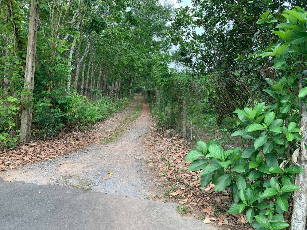 Cơ hội đầu tư: Đất vườn chính chủ xã Trị An, Vĩnh Cửu, đường Xóm Huế - Cách DT76