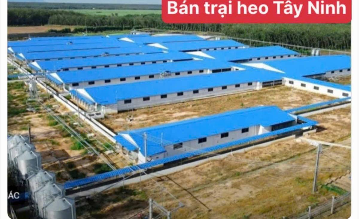 Bán trại heo Tân Đông Tây Ninh