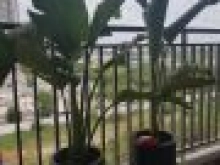 Căn hộ Sunrise Riverside  , Nội thất đầy đủ (mới) ,Giá Tốt, 3PN LH:0766980802(bảo)