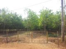 Rẫy có 204m mặt tiền đường ,đất rộng rãi thích hợp chăn nuôi và trồng trọt