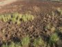 Bán đất nông nghiệp, đường 4m, có thể chuyển lên đất thổ