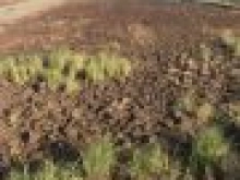 Bán đất nông nghiệp, đường 4m, có thể chuyển lên đất thổ