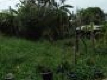 Sở hữu đất phúc lợi 30m chỉ từ 400tr, đường 2m.